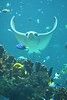 Flying Ray